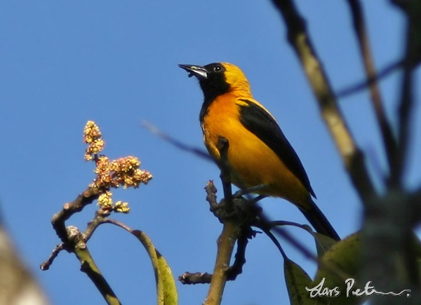 Yellow-backed Oriole